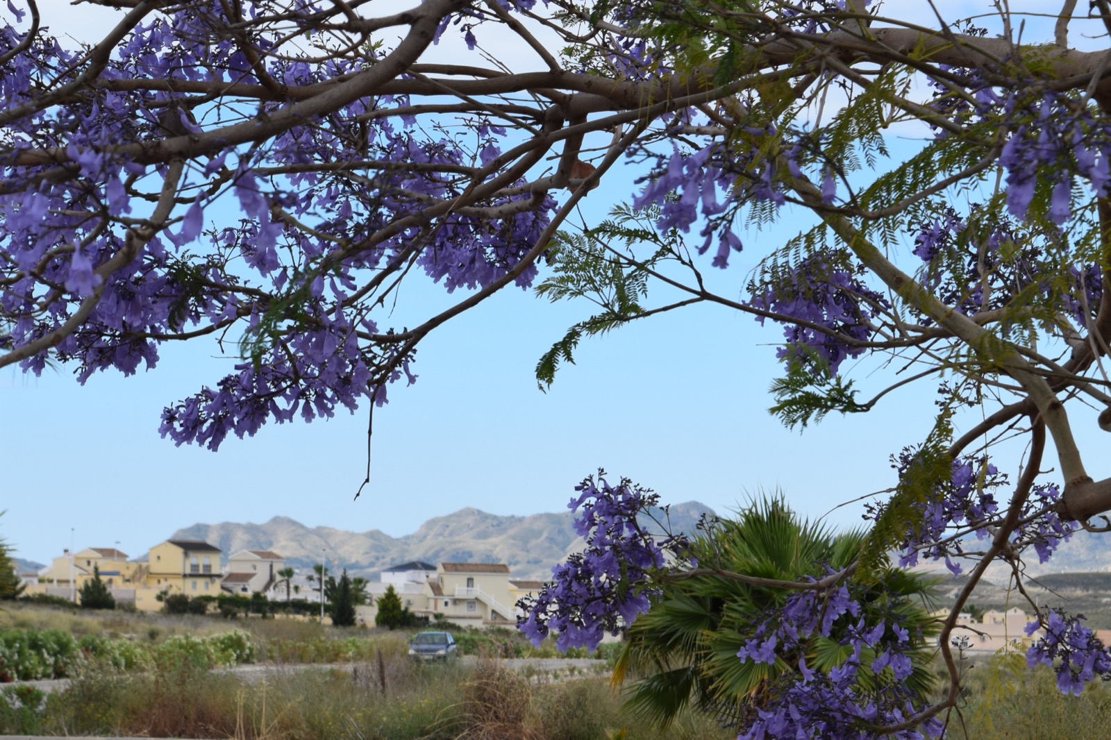 Sector B framed by jacaranda blossom, Camposol