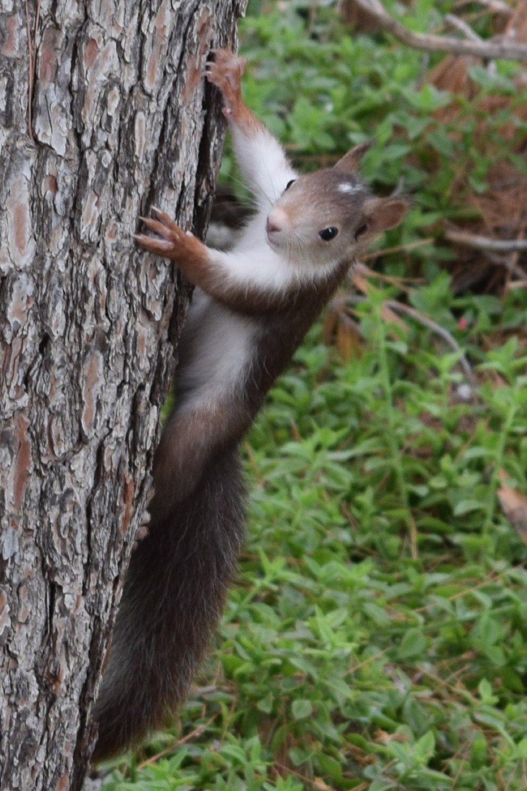 Espu&ntilde;a red squirrel, Sierra Espu&ntilde;a