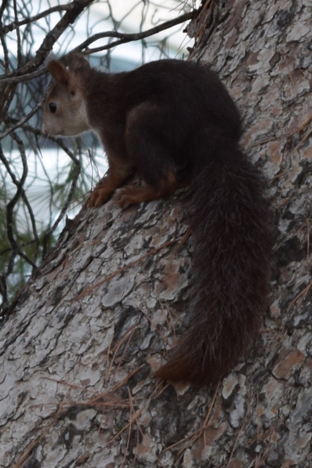 Espu&ntilde;a red squirrel, Sierra Espu&ntilde;a