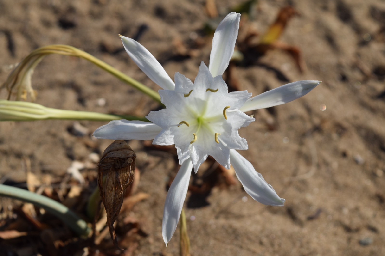 A sea daffodil growing in the sand at Playa de Nares