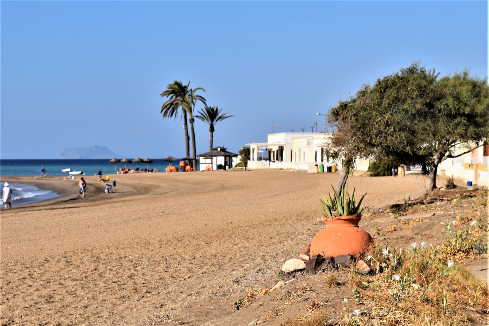 Sea daffodils on the beach at Playa de Nares