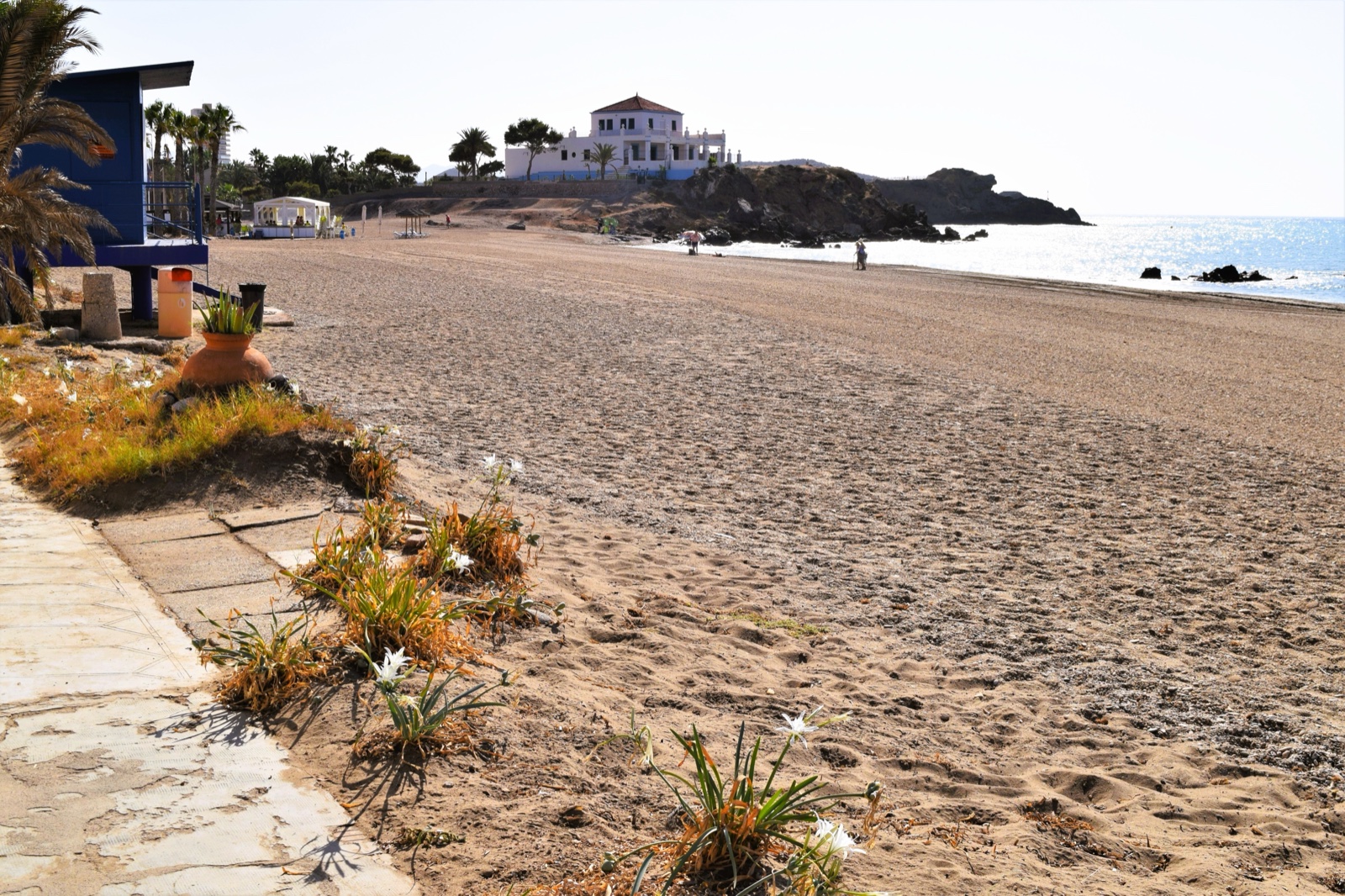 Sea daffodils in the sand at Playa de Nares