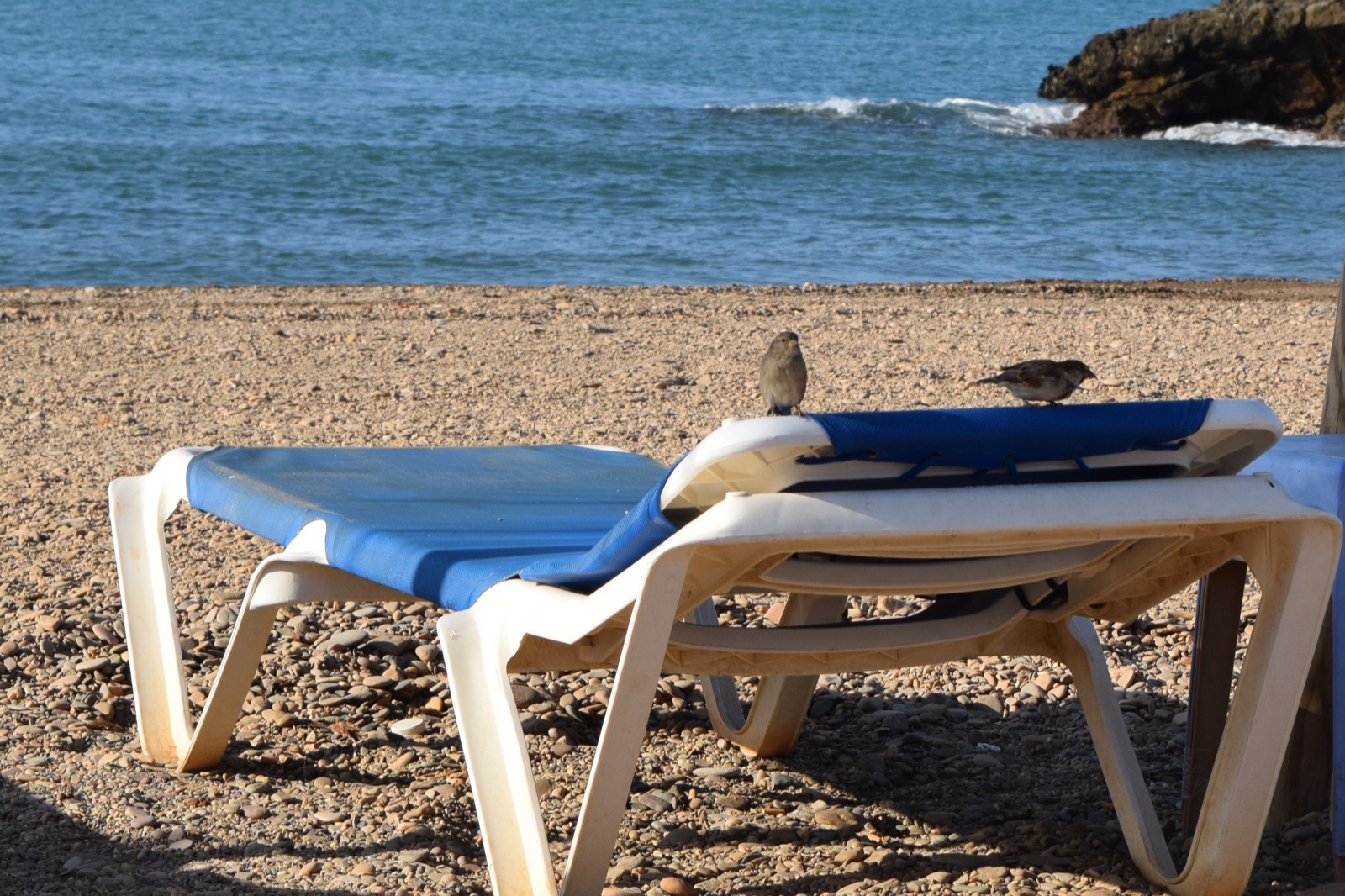 Two sparrows perched on a sun lounger at Playa de Nares