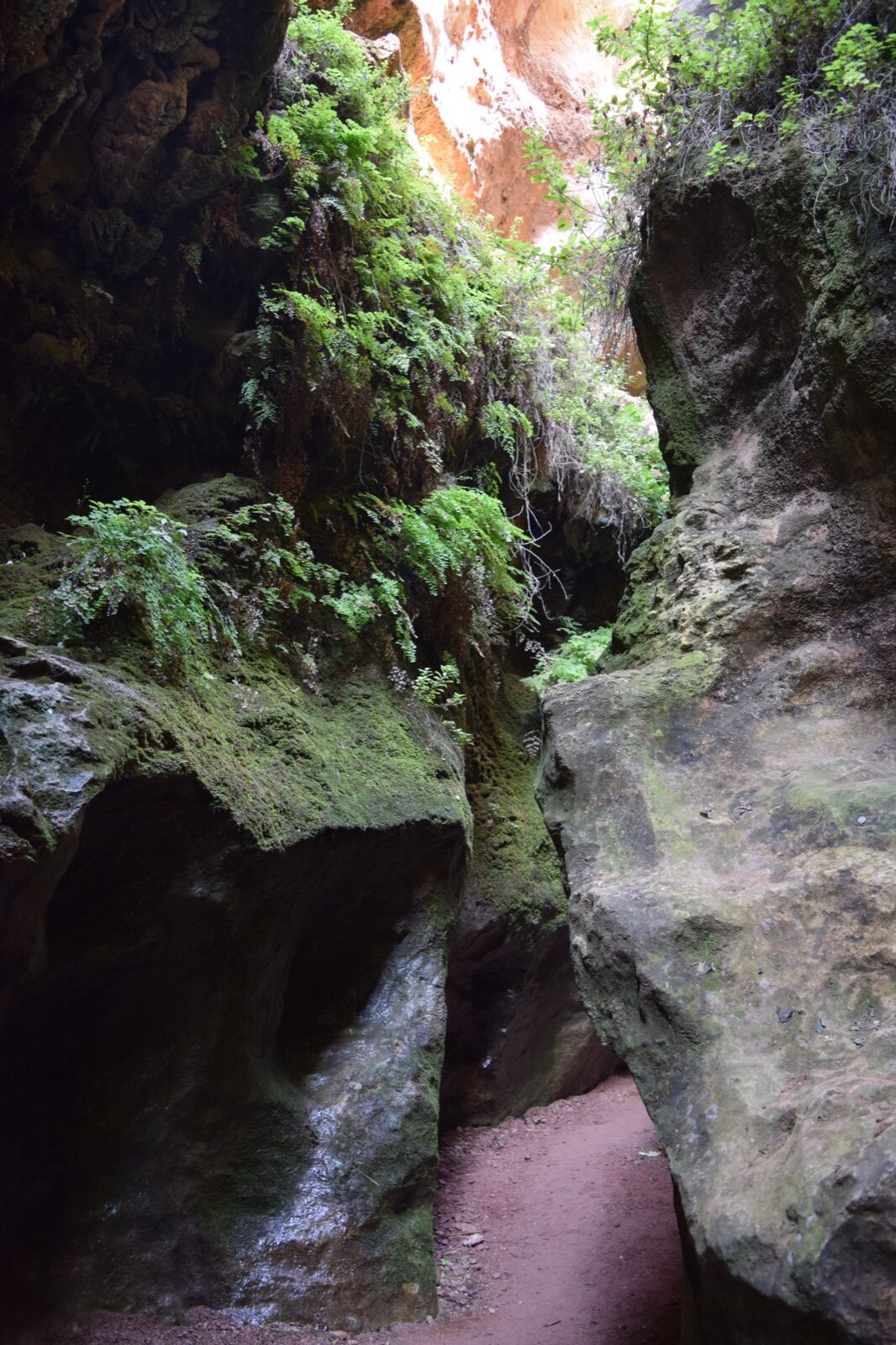 Ferns and moss lit by daylight in the Estrecho de la Agualeja gorge