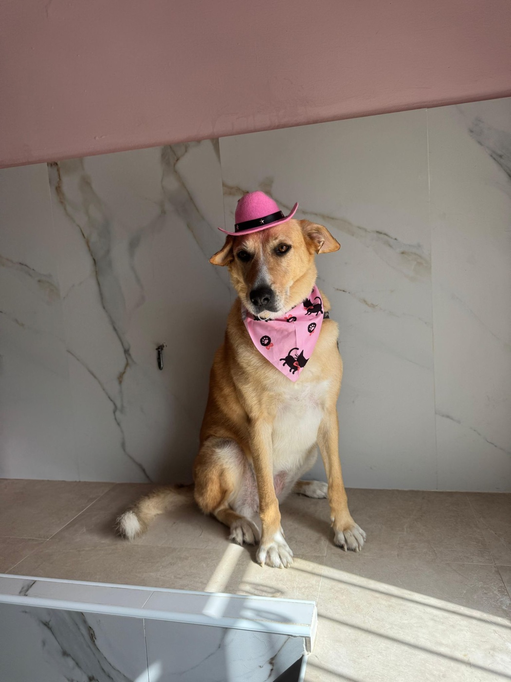 Teresa's dog Diva, freshly groomed at Wagging Tails, in a pink hat and bandana